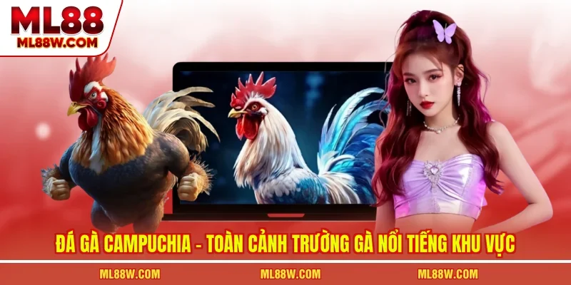 Đá Gà Campuchia - Toàn Cảnh Trường Gà Nổi Tiếng Khu Vực