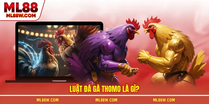 Luật đá gà thomo là gì?